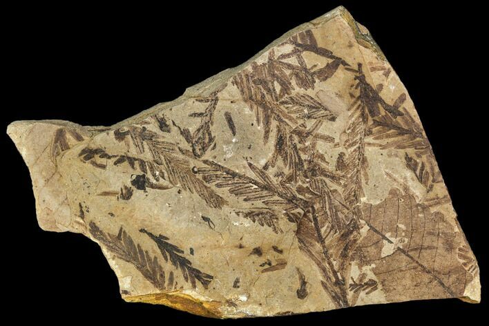 Metasequoia Fossil Plate - Cache Creek, BC #110914